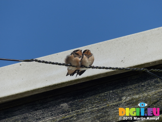 FZ018713 Young Swallows (Hirundo rustica)